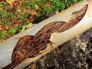 sewer-line-roots